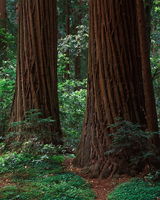 Two Redwoods